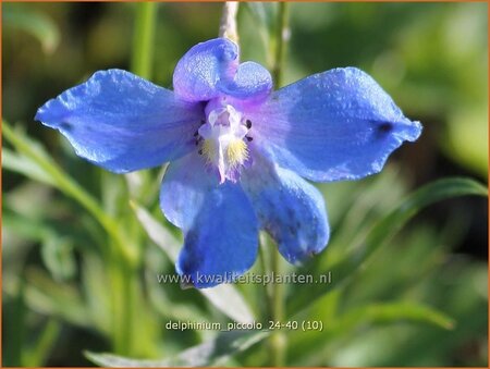 Delphinium 'Piccolo' (pot 11 cm)