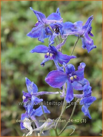 Delphinium &#39;Völkerfrieden&#39; (pot 11 cm)