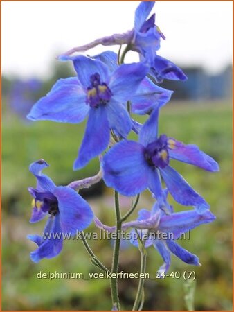 Delphinium &#39;Völkerfrieden&#39; (pot 11 cm)