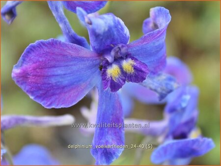 Delphinium &#39;Völkerfrieden&#39; (pot 11 cm)