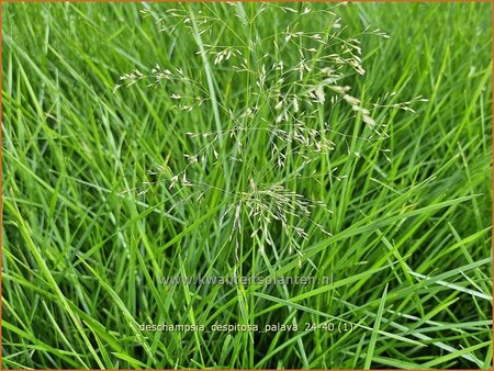 Deschampsia cespitosa &#39;Palava&#39;