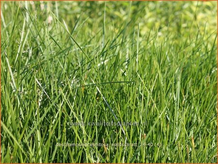 Deschampsia cespitosa 'Waldschratt'