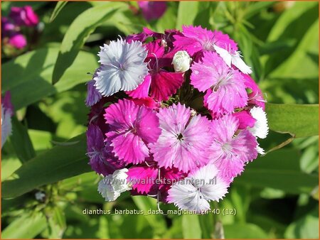 Dianthus barbatus 'Dash Magician'