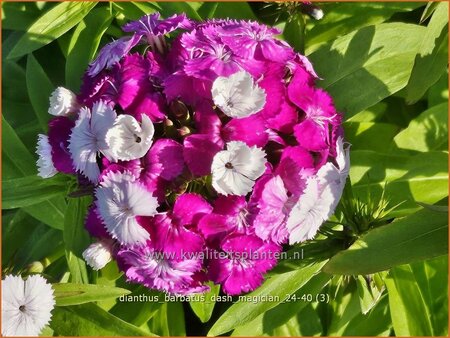 Dianthus barbatus 'Dash Magician'