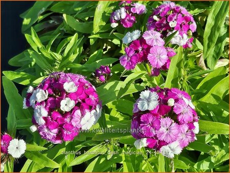 Dianthus barbatus 'Dash Magician'