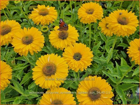 Echinacea purpurea 'Sunseekers Golden Sun'