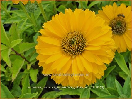 Echinacea purpurea 'Sunseekers Golden Sun'