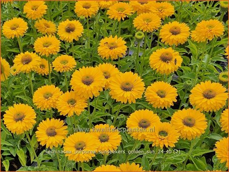 Echinacea purpurea 'Sunseekers Golden Sun'