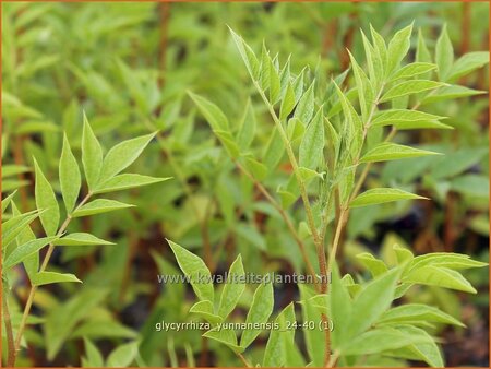 Glycyrrhiza yunnanensis