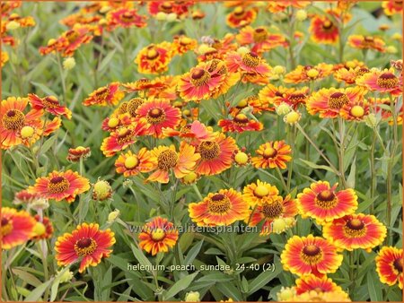 Helenium &#39;Peach Sundae&#39;