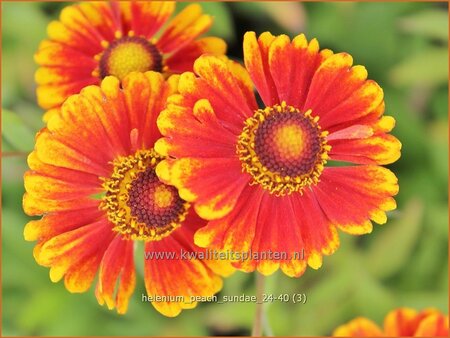 Helenium &#39;Peach Sundae&#39;