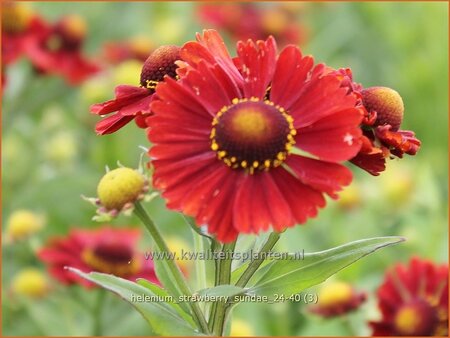 Helenium 'Strawberry Sundae'