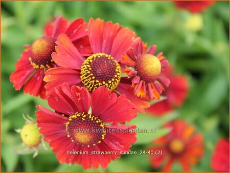 Helenium 'Strawberry Sundae'