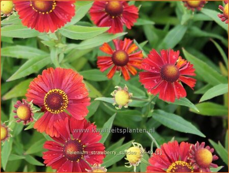 Helenium 'Strawberry Sundae'