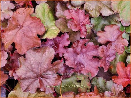 Heuchera 'Rex Fire'