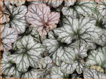 Heuchera 'Rex Silver'