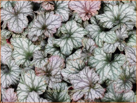 Heuchera 'Rex Silver'