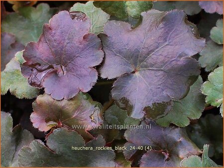 Heuchera 'Rockies Black'