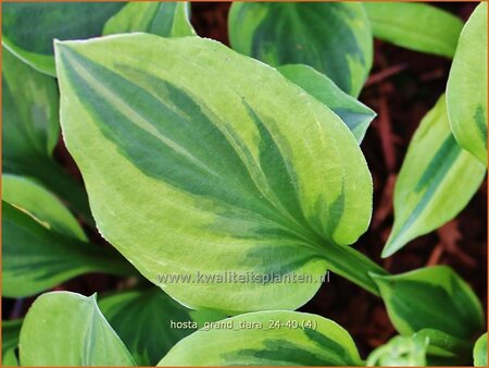 Hosta 'Grand Tiara'