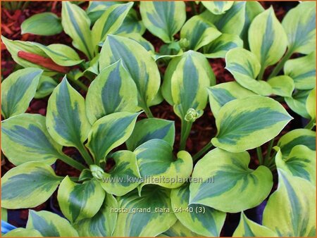 Hosta 'Grand Tiara'