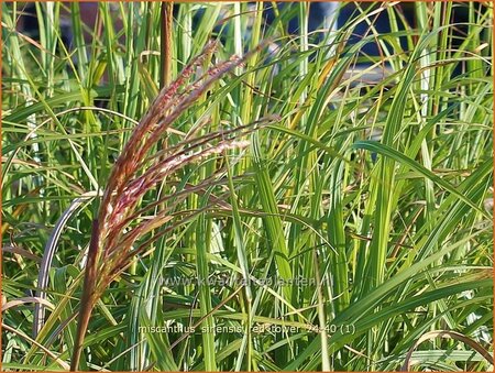 Miscanthus sinensis 'Red Tower' (pot 11 cm)