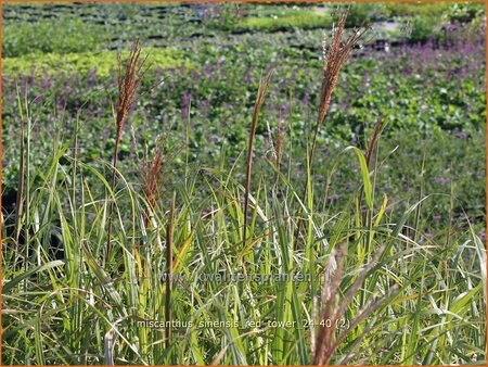 Miscanthus sinensis 'Red Tower' (pot 11 cm)