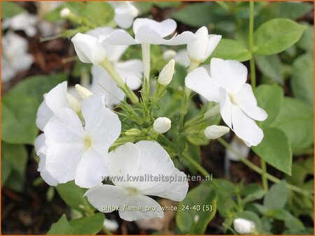 Phlox &#39;Flame Pro White&#39;