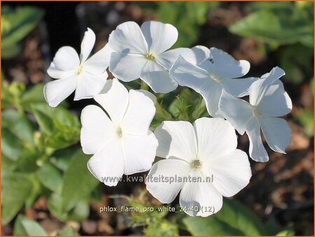 Phlox &#39;Flame Pro White&#39;