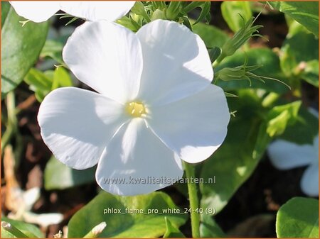 Phlox &#39;Flame Pro White&#39;