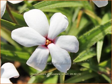 Rhodohypoxis platypetale 'Select'