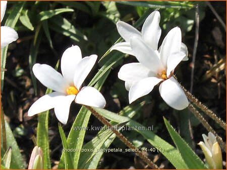 Rhodohypoxis platypetale 'Select'