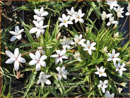 Rhodohypoxis platypetale 'Select'