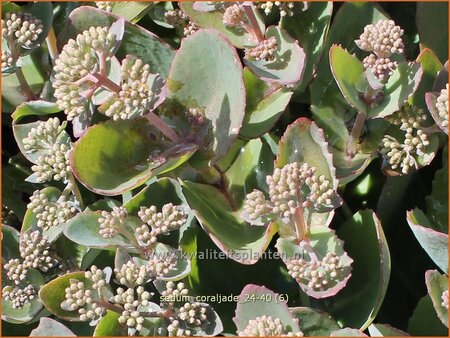 Sedum &#39;Coraljade&#39;