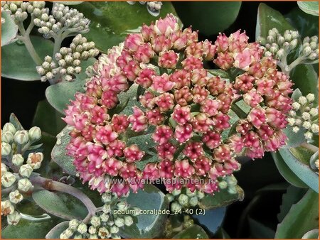 Sedum &#39;Coraljade&#39;