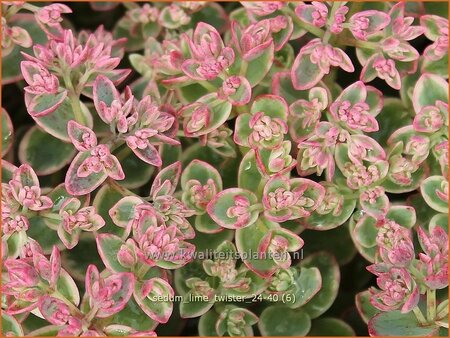 Sedum 'Lime Twister'