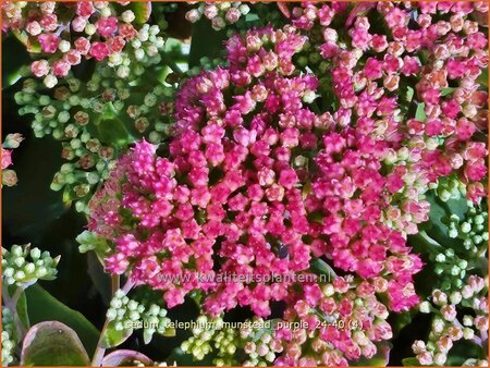 Sedum telephium &#39;Munstead Purple&#39;