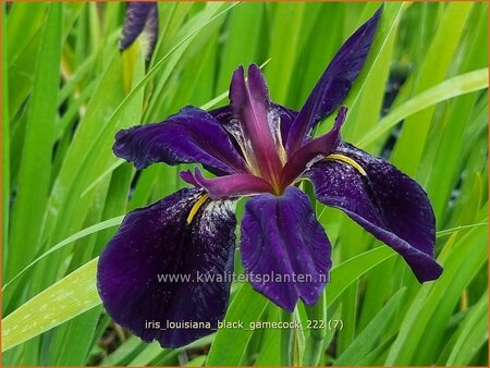 Iris 'Black Gamecock'