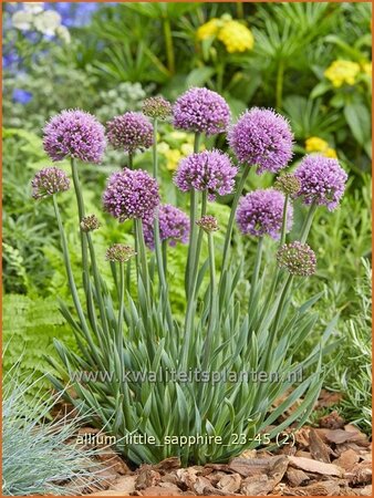 Allium 'Little Sapphire'