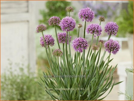 Allium 'Little Sapphire'