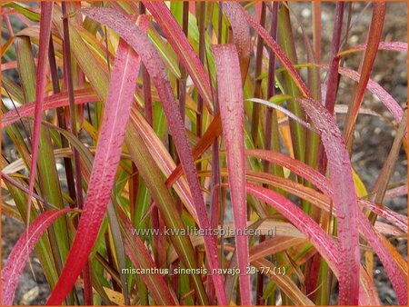 Miscanthus sinensis 'Navajo' (pot 11 cm)