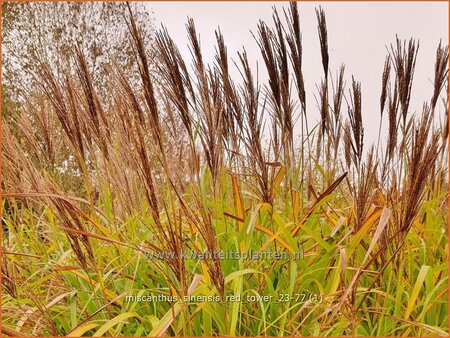 Miscanthus sinensis 'Red Tower' (pot 11 cm)