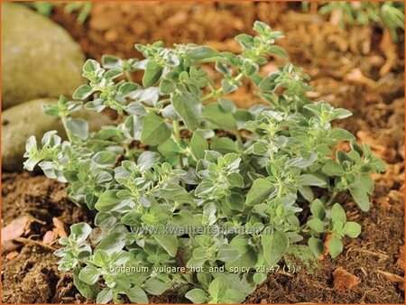 Origanum vulgare &#39;Hot and Spicy&#39;