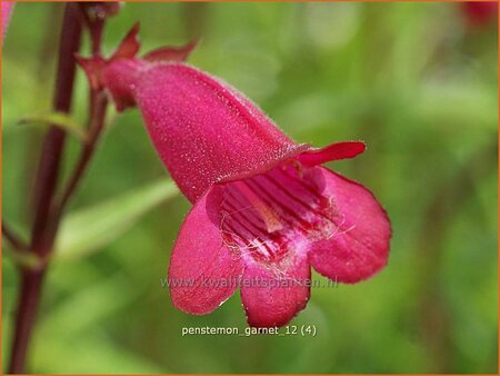 Penstemon &#39;Andenken an F. Hahn&#39;