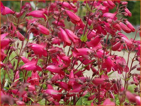 Penstemon &#39;Andenken an F. Hahn&#39;