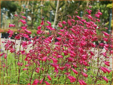 Penstemon &#39;Andenken an F. Hahn&#39;