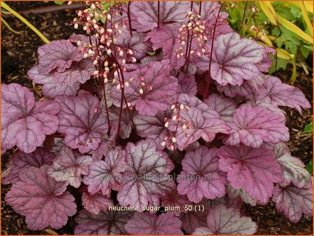 Heuchera &#39;Sugar Plum&#39;