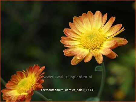 Chrysanthemum &#39;Dernier Soleil&#39;