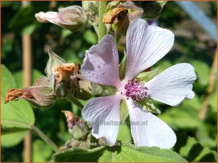 Althaea officinalis