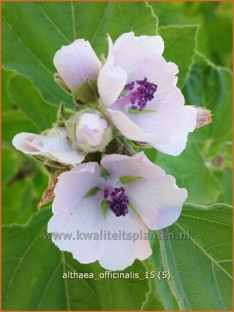 Althaea officinalis