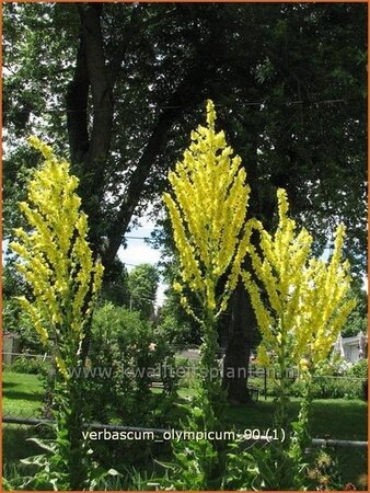 Verbascum olympicum